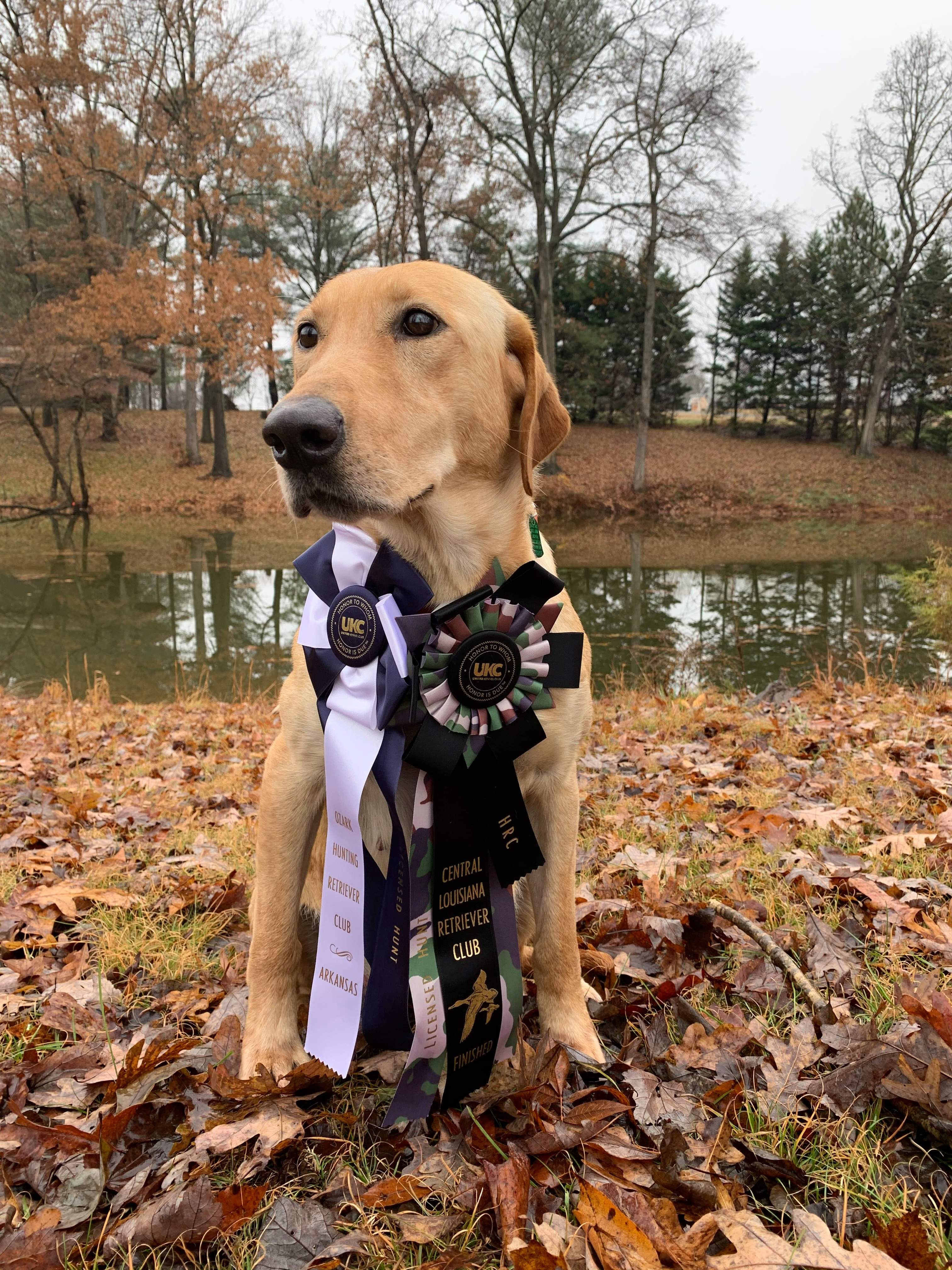 HRCH Simpson's Up N At Em In A Snap | Yellow Labrador Retriver