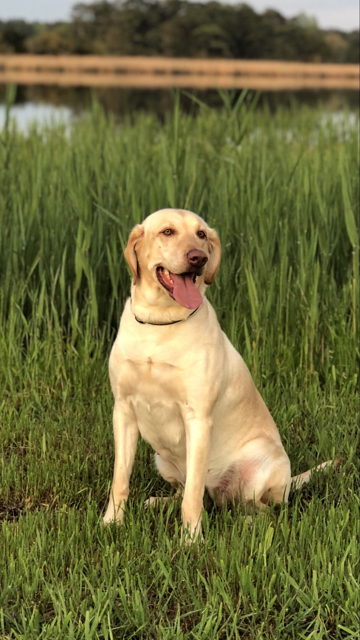 Golden Gracie Anne Barkley JH | Yellow Labrador Retriver