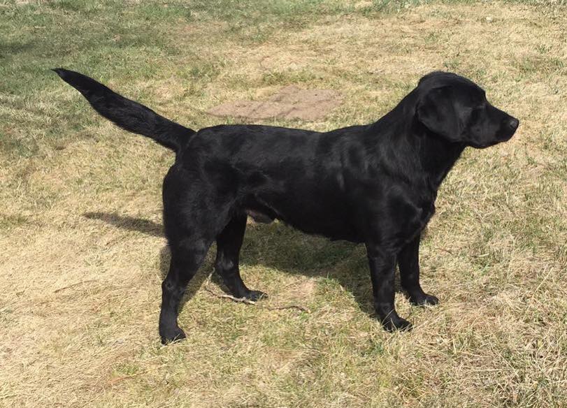 Heusman's Black Hills Bliss Of Koal | Black Labrador Retriver