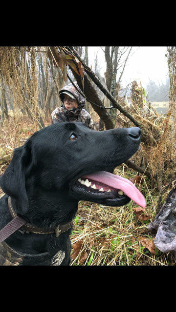 Lick Creek Sage Green Gator Monster JH | Black Labrador Retriver