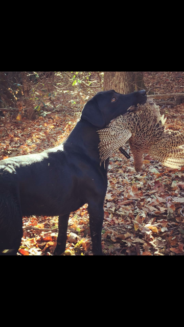 Dutchmans Scott The Bobby Berd | Black Labrador Retriver