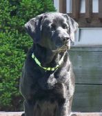 Storms Ahead Prize Whistling Wings | Black Labrador Retriver