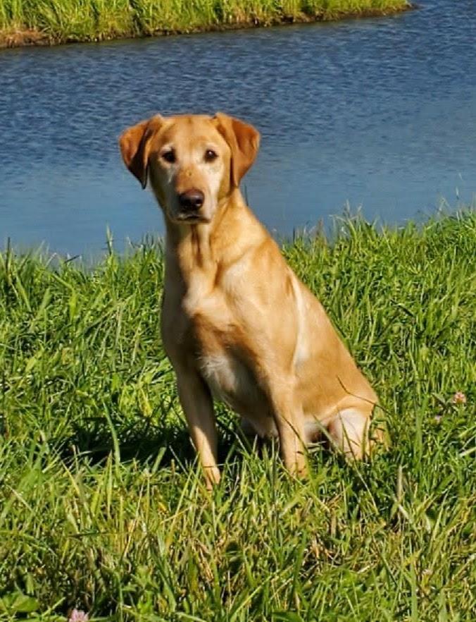 Black Ice's Holy Trinity Jesus Take The Wheel MH | Yellow Labrador Retriver