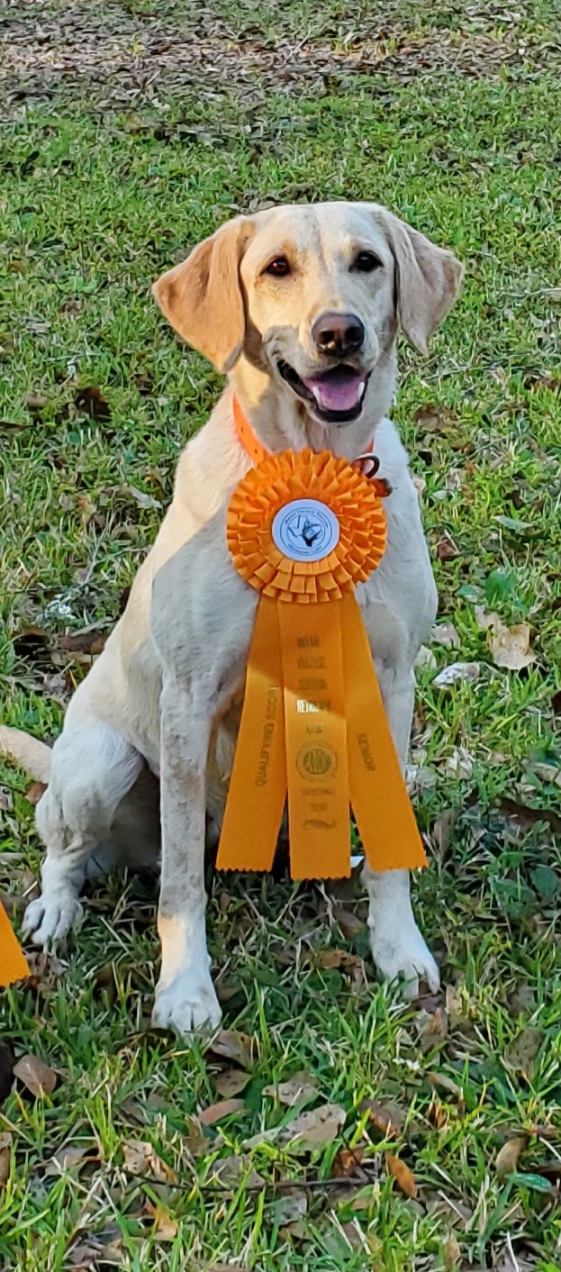 HRCH Summer Branch's Gemma In The Ruff | Yellow Labrador Retriver