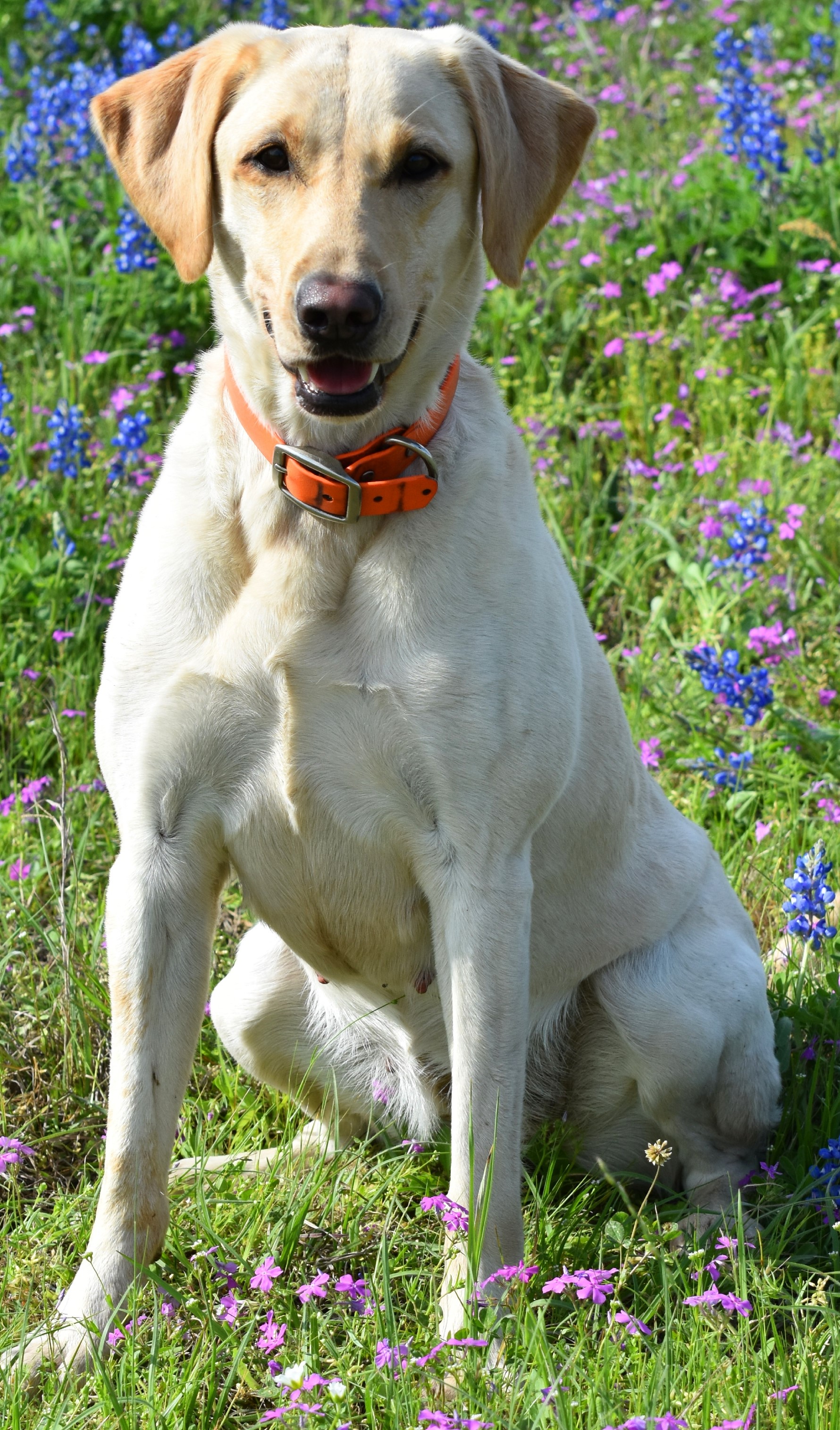 HRCH Summer Branch's Gemma In The Ruff | Yellow Labrador Retriver