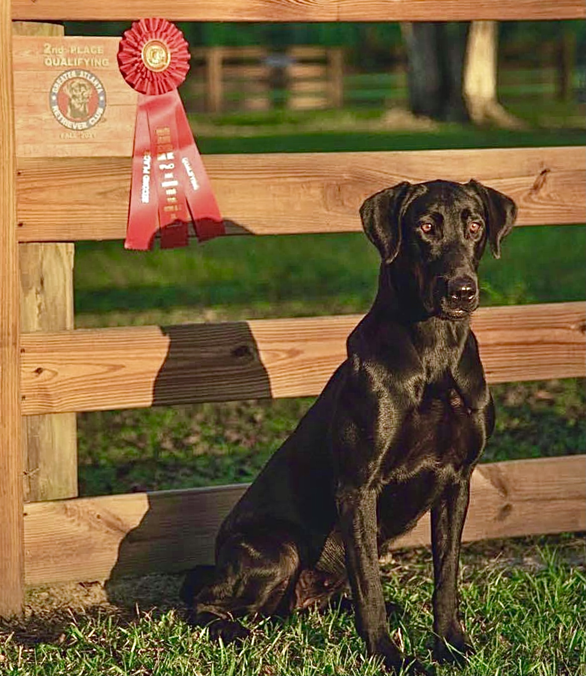 Tremblin Earth’s Too Hot To Handle QAA | Black Labrador Retriver