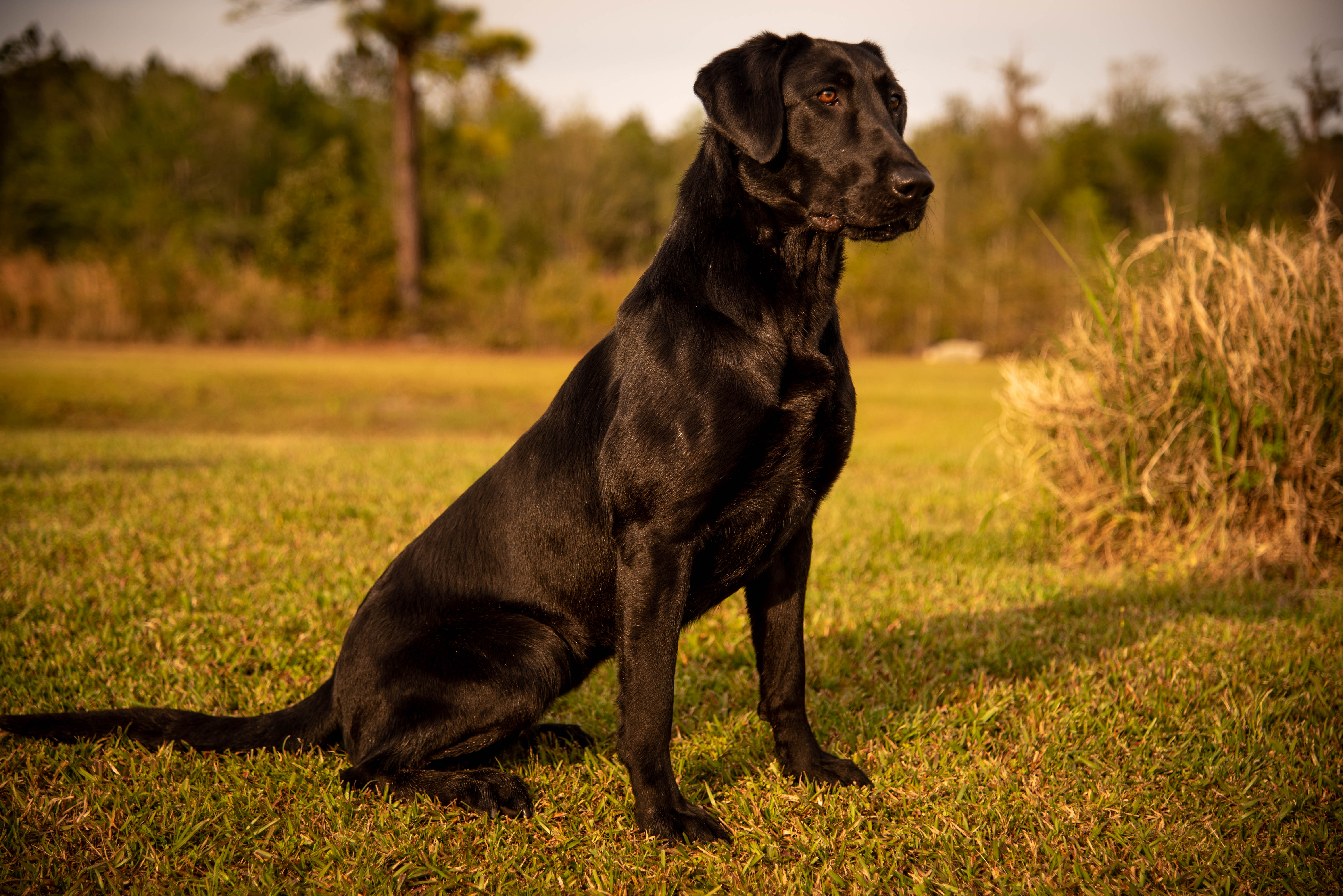 Tremblin Earth’s Too Hot To Handle QAA | Black Labrador Retriver