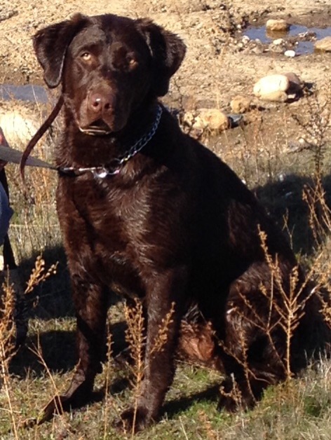 Heron Oak's Olive Baylie Grace | Chocolate Labrador Retriver