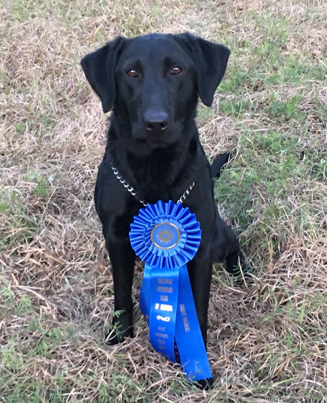 Ridgecrest's No Rhyme Or Reason QA2 | Black Labrador Retriver