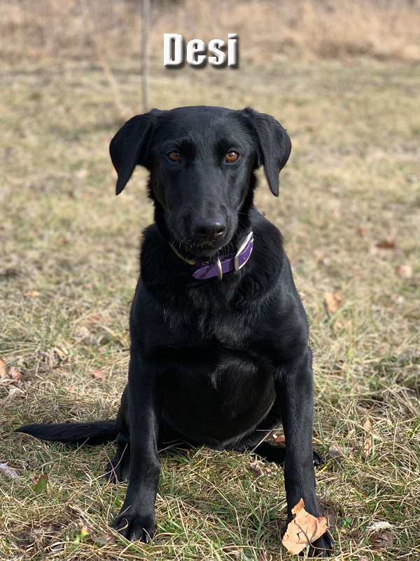 SHR 3 Ring Despina Of Legend JH | Black Labrador Retriver