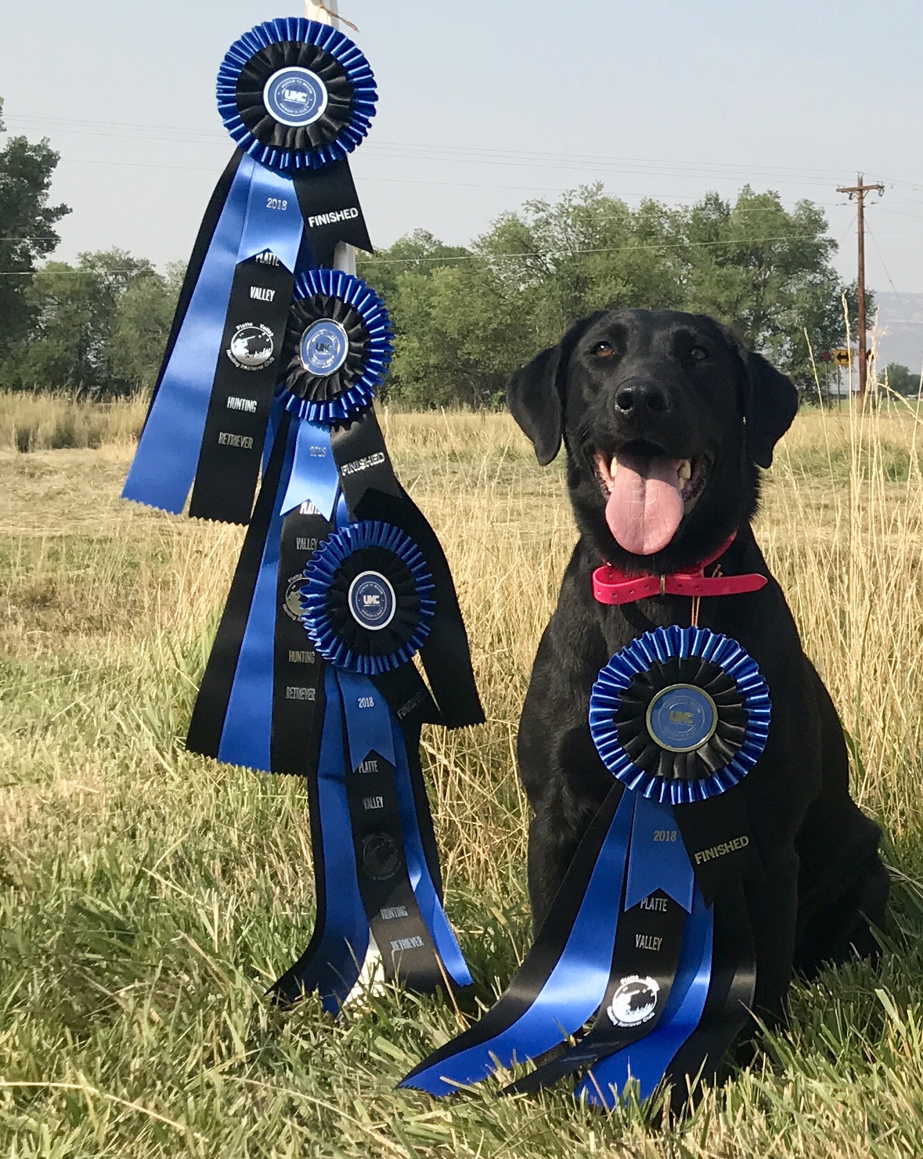 HRCH UH High Desert's Too Hot To Handle | Black Labrador Retriver