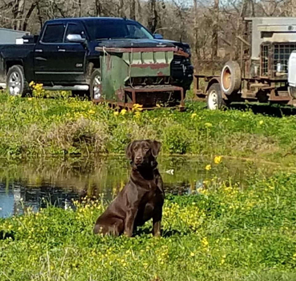 Bar Z The Thin Blue Line MH | Chocolate Labrador Retriver