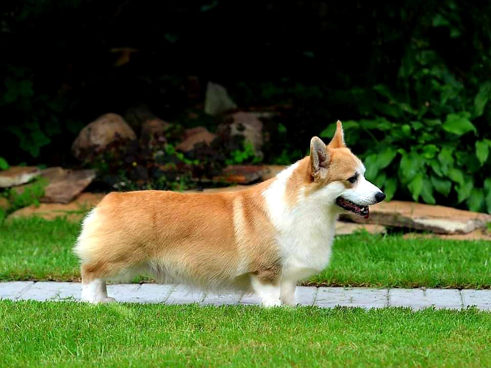 Andvol Pier Karden | Pembroke Welsh Corgi 