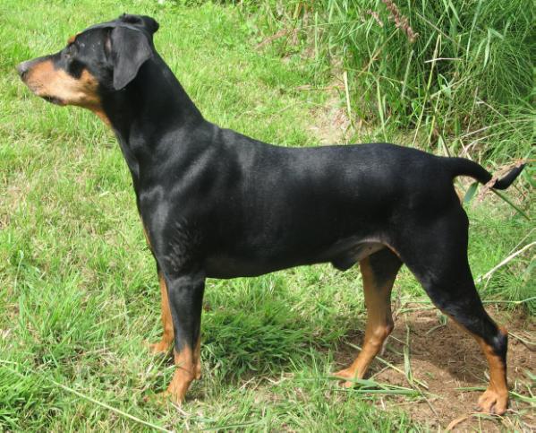 Duffyco's NELSON | German Pinscher 