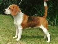 Rossut Primrose | Beagle 