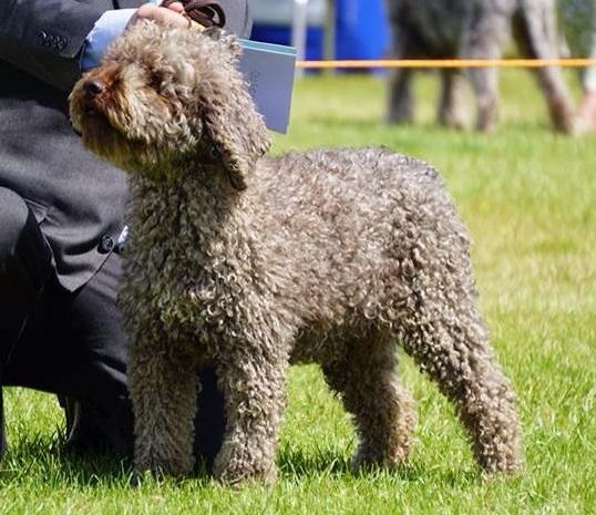 LIZAR DE VALENTISIMO | Spanish Water Dog 