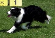 Locheil Looking Great | Border Collie 