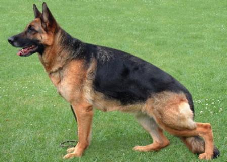 Evita vom Friedenspark | German Shepherd Dog 