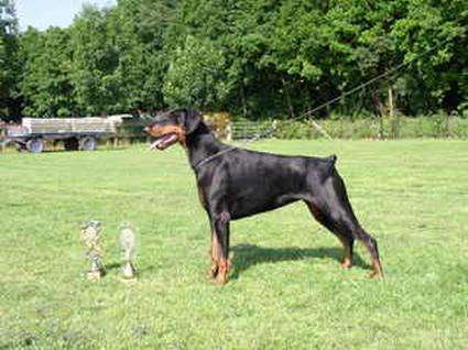 Russkaja Mechta Abbatisa Kisa | Black Doberman Pinscher