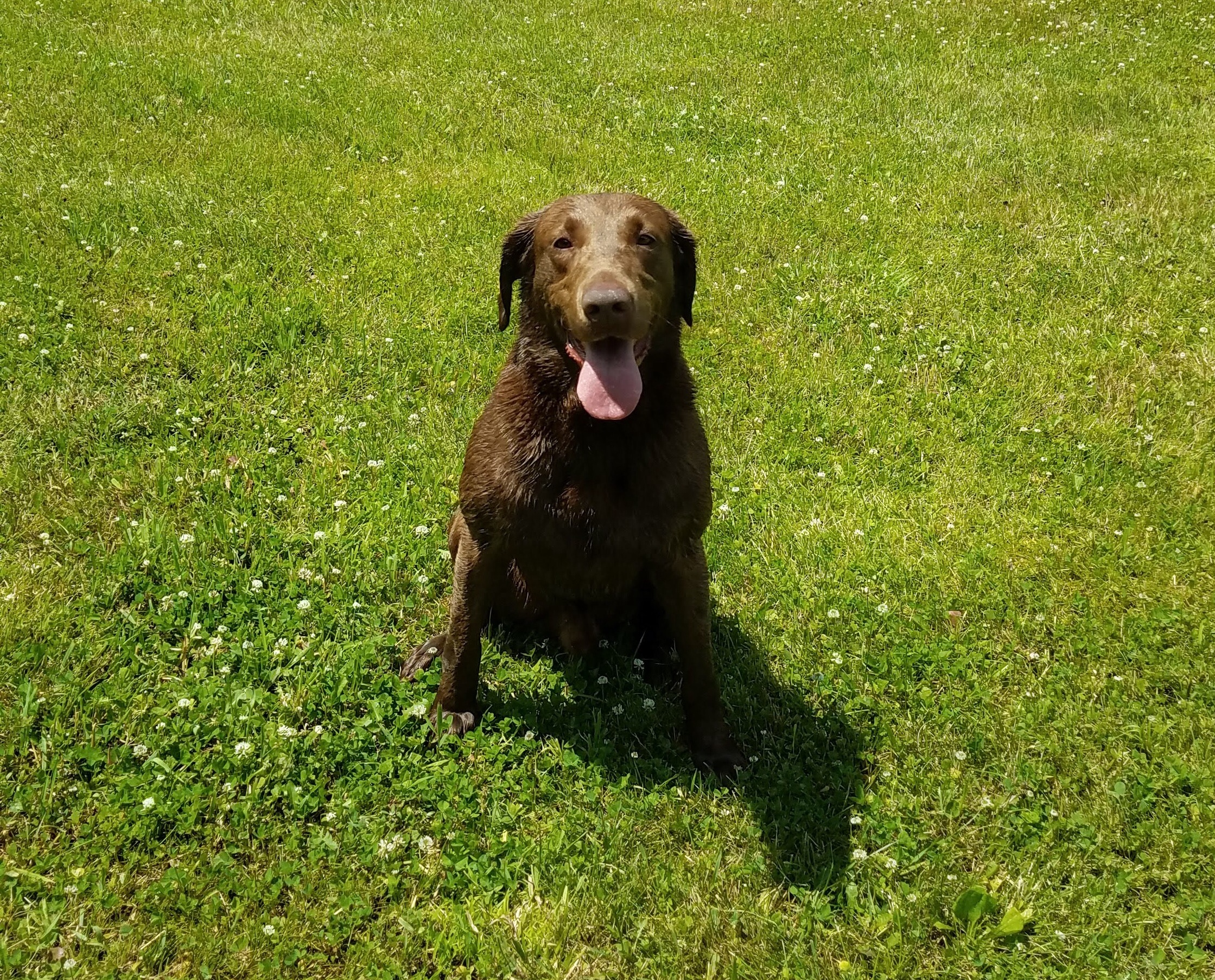 Bar Z’s Fire On The Line MH | Chocolate Labrador Retriver