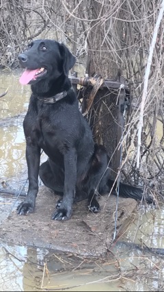 Blackwolf Swamp Duck Slayer Aka Pinky | Black Labrador Retriver