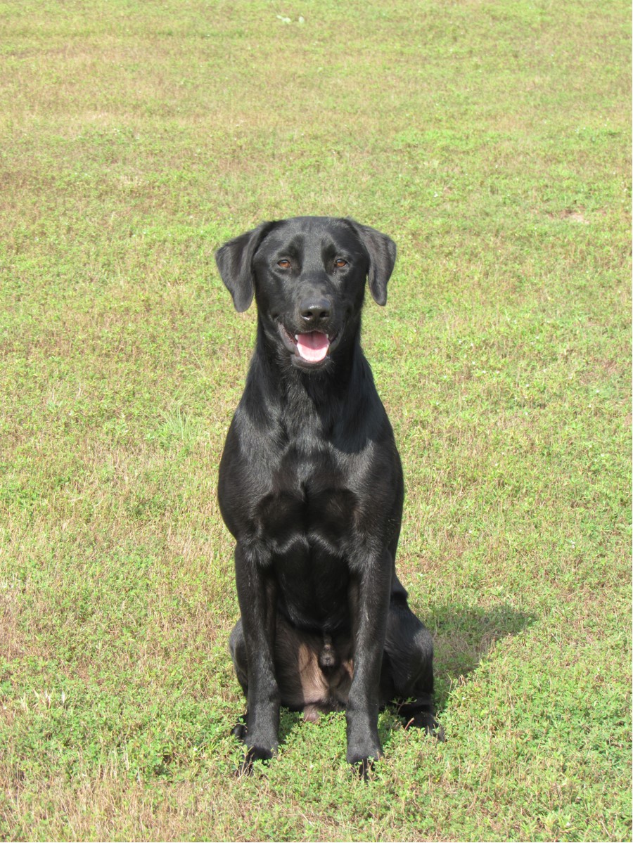 The Only Boy Who Could Ever Teach Me | Black Labrador Retriver