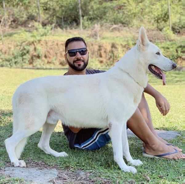 Billy do Monte Branco Bonito | White Swiss Shepherd Dog 