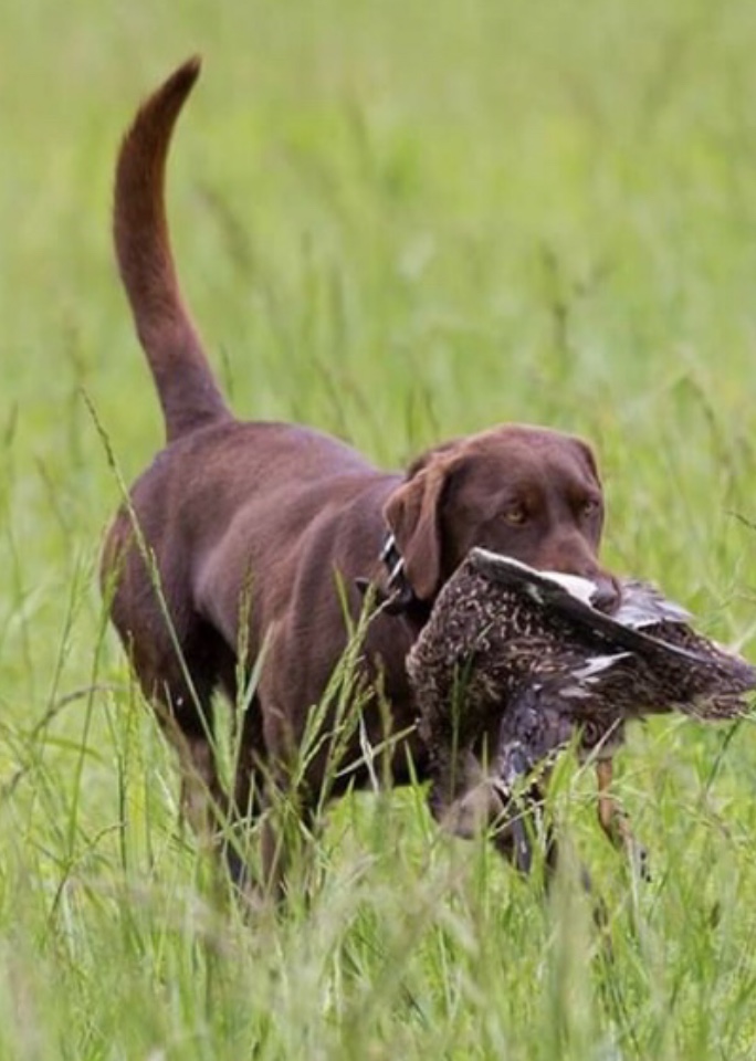 CPR FHL's Rip Roar'in Roxy Of Hpk JH | Chocolate Labrador Retriver