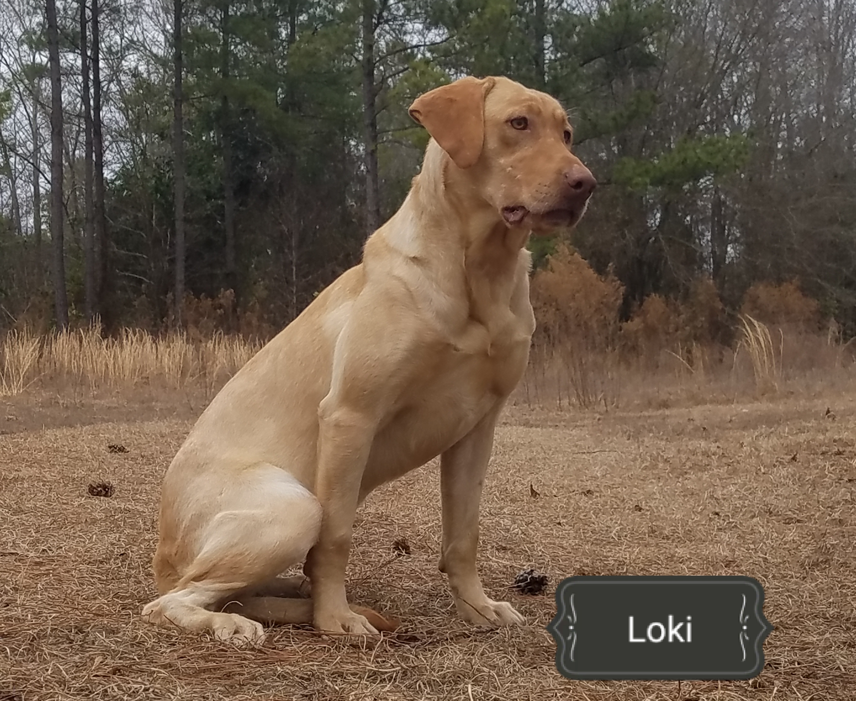 Riptide's Deity In Disguise | Yellow Labrador Retriver