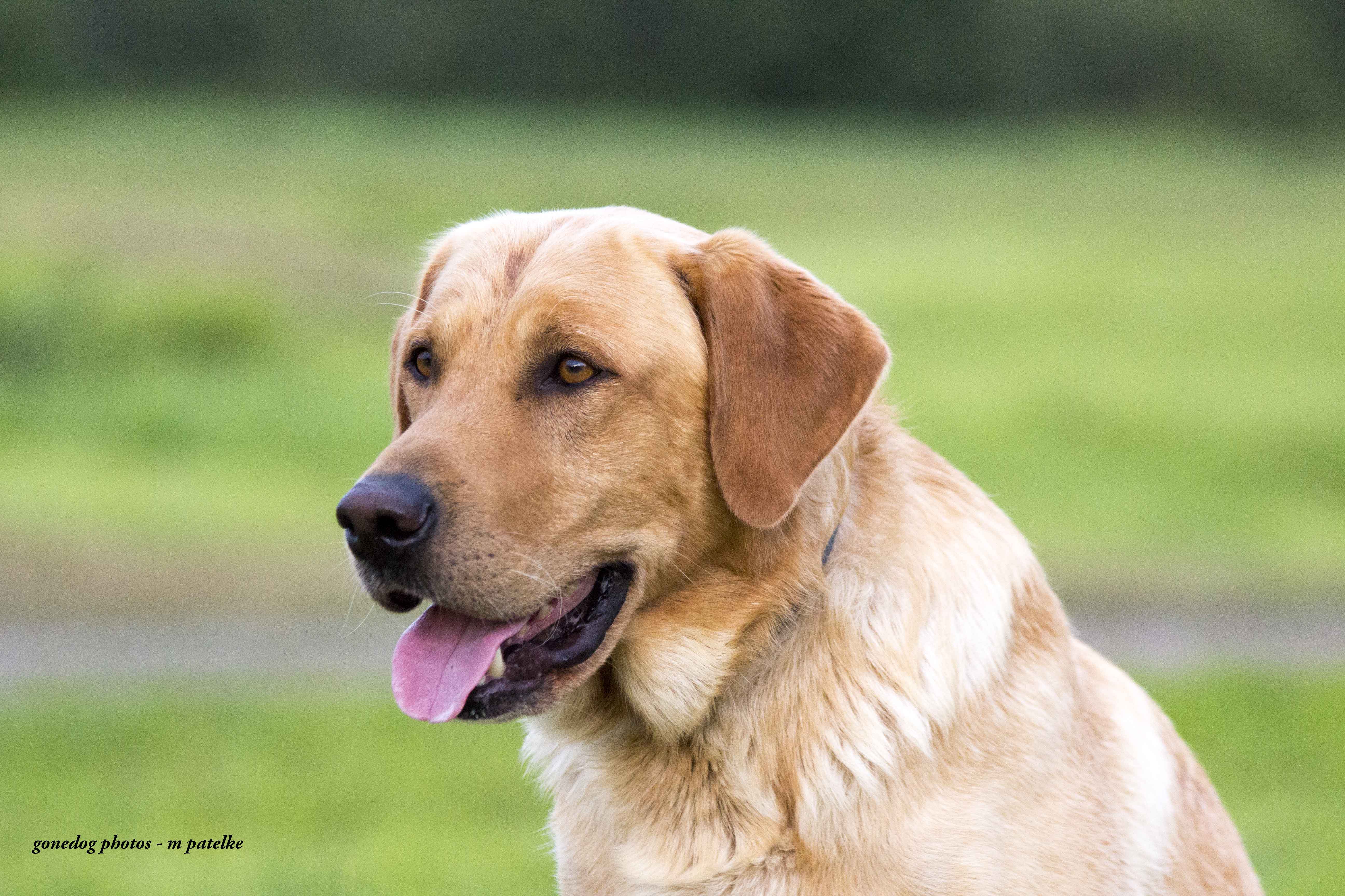 Lac Lacroix's Ranger Roy QAA MH | Yellow Labrador Retriver