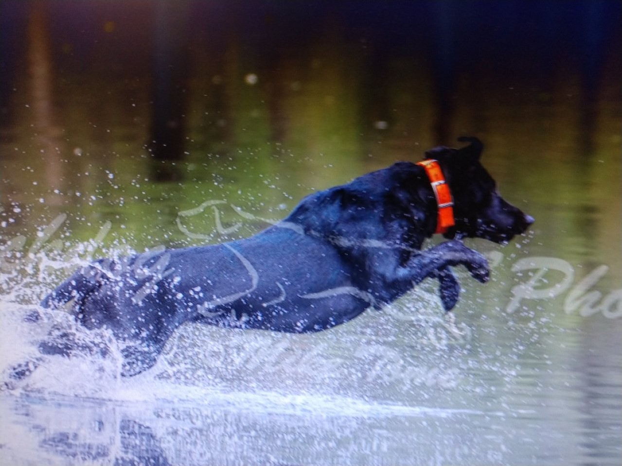 Raven's High Flying Shadow Of Glenn Farm  SH | Black Labrador Retriver