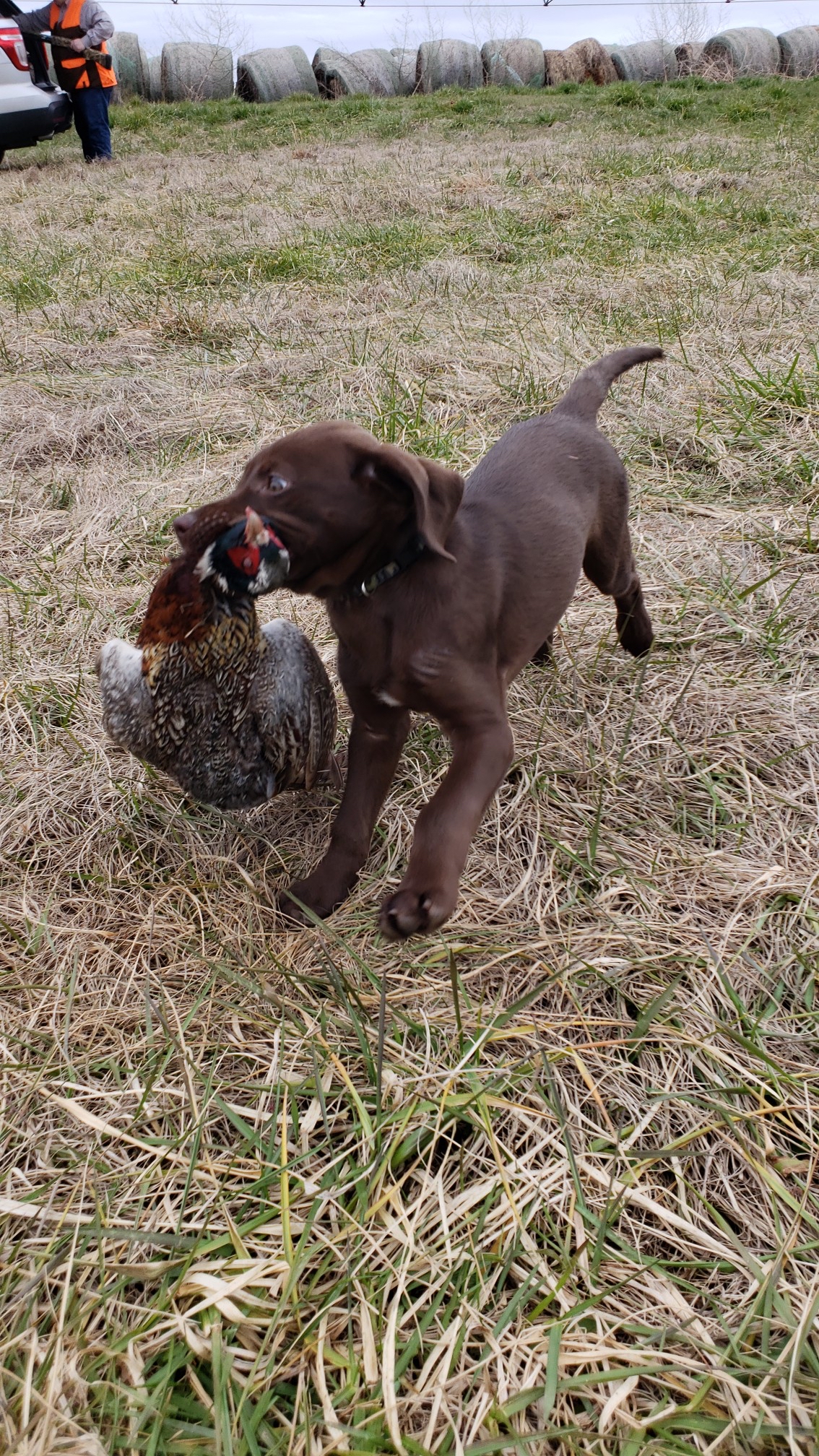 Leila’s Blue Moose | Chocolate Labrador Retriver