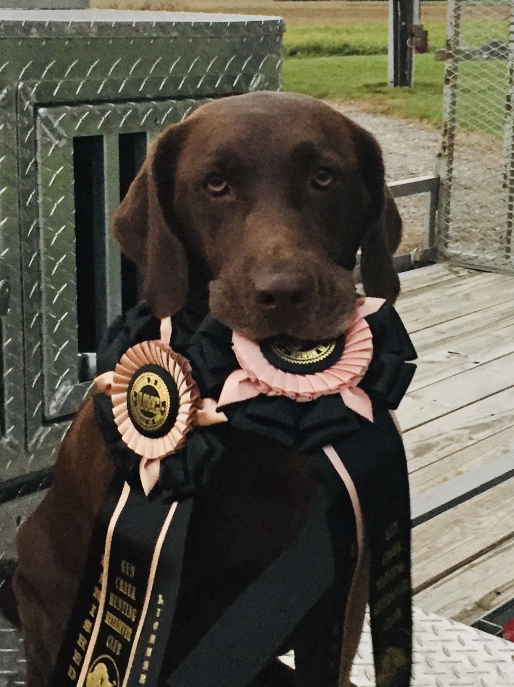 HRCH MoCo Bottom’s BWD Lil Rascal | Chocolate Labrador Retriver