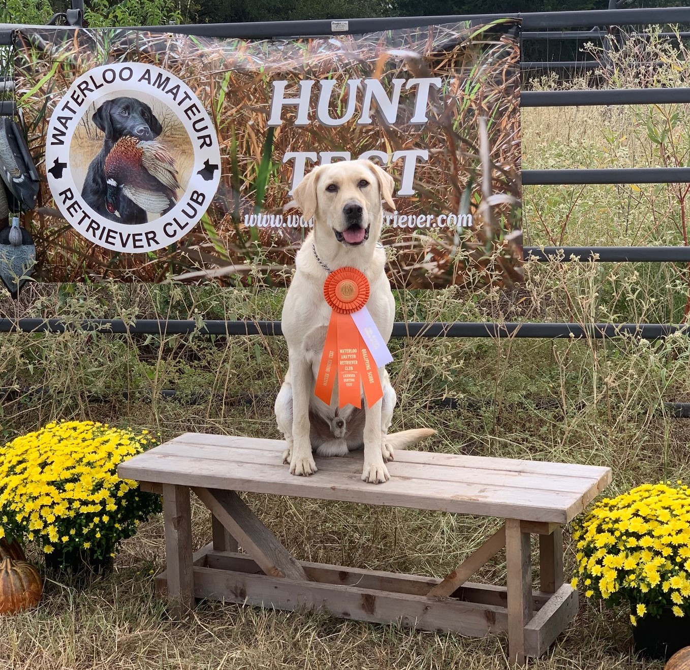 HRCH Maverick Bakbay With A Touch Of Mocha Collum MH | Yellow Labrador Retriver