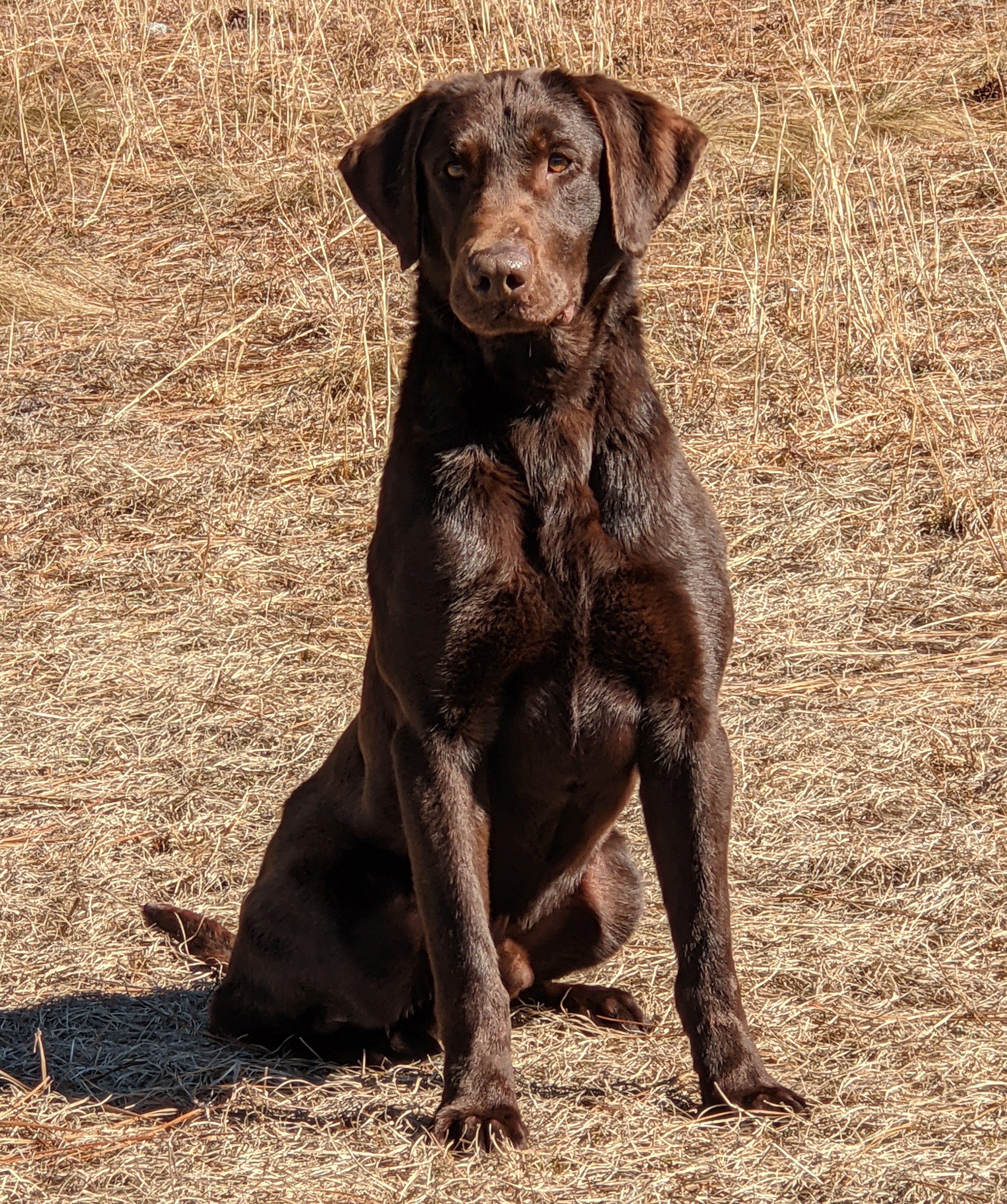 Riptide's King In The North MH | Chocolate Labrador Retriver