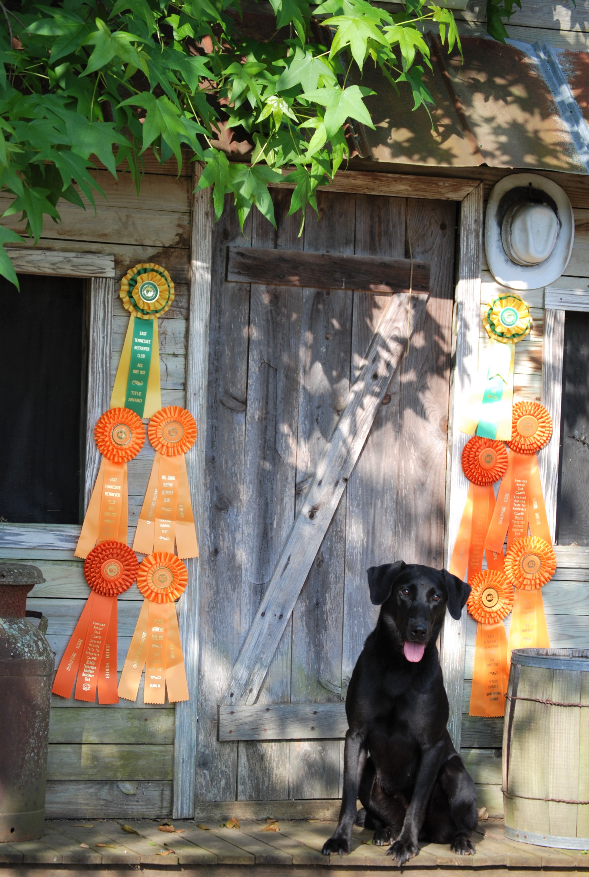 Mckinnon's Eyes To The Black Delta Sky JH, SH | Black Labrador Retriver