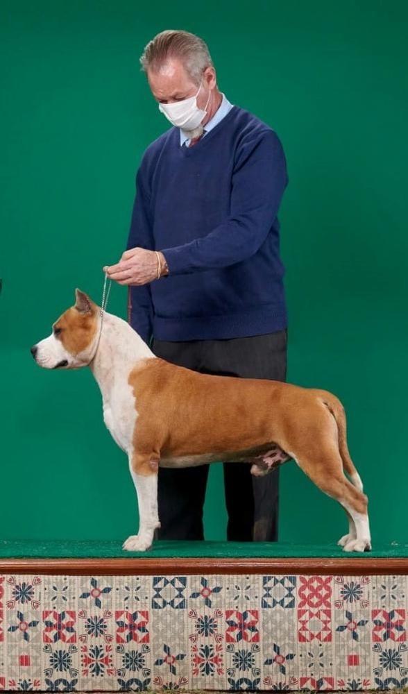 Clint do american pride | American Staffordshire Terrier 