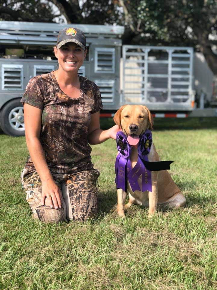 SHR Newlander's Little Ray Of Sunshine | Yellow Labrador Retriver