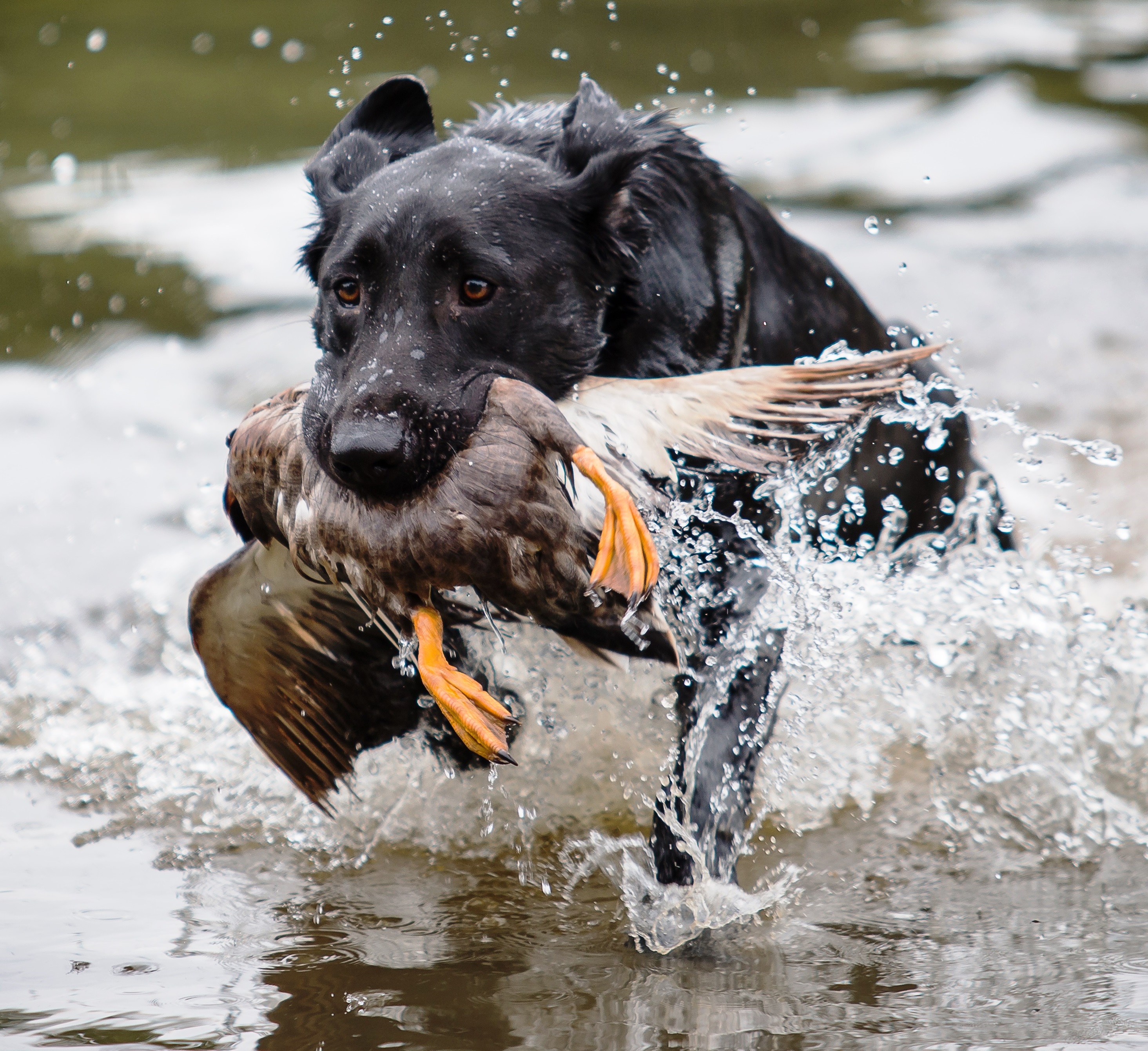 HRCH Surshots Big Red River MH | Black Labrador Retriver