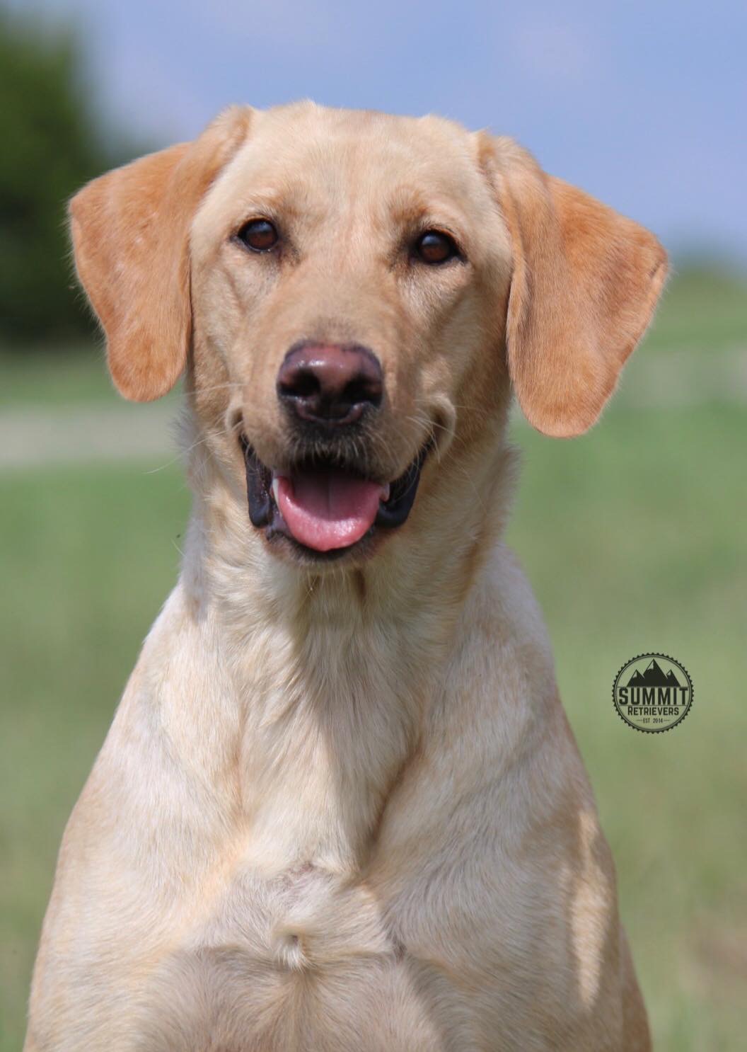 Twk’s Little Cajun Gris Gris | UNKN Labrador Retriver