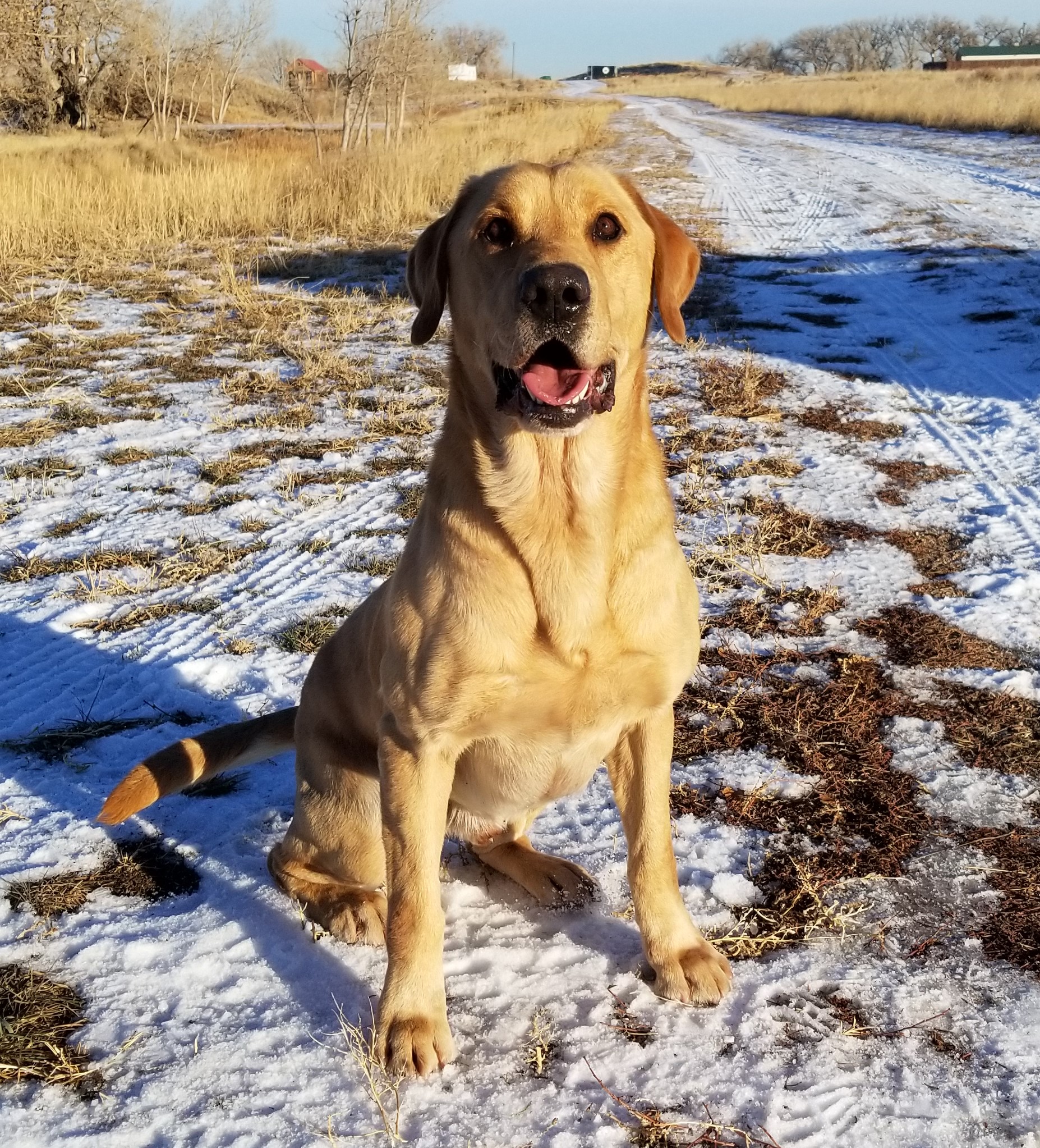 I'm Just Raising Kane QA2 | Yellow Labrador Retriver