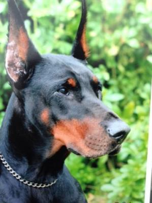 Dididarlene di Temaline | Black Doberman Pinscher