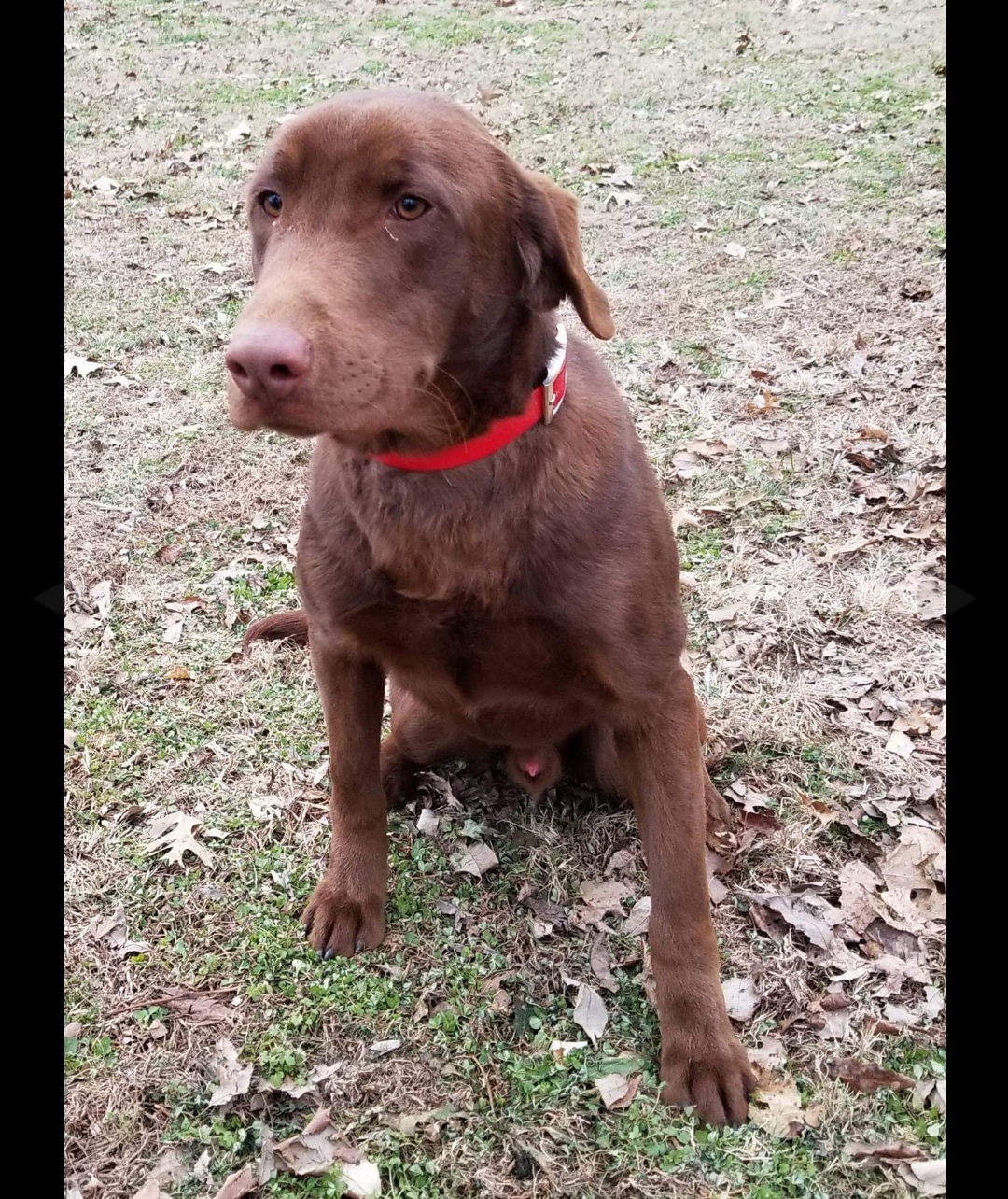 Cedar Rocks Twin Turbo | Chocolate Labrador Retriver