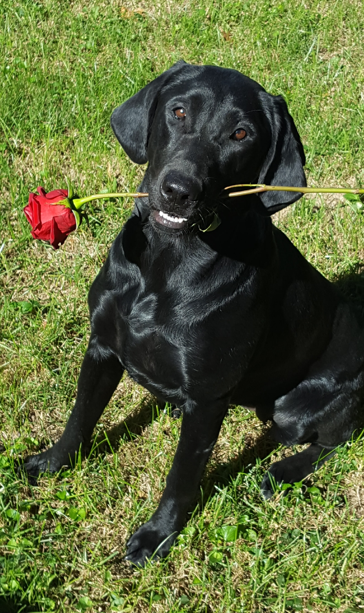 VG Rogers Wild Black Storm DS MH | Black Labrador Retriver