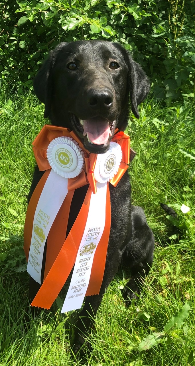 Peck's Duke II | Black Labrador Retriver