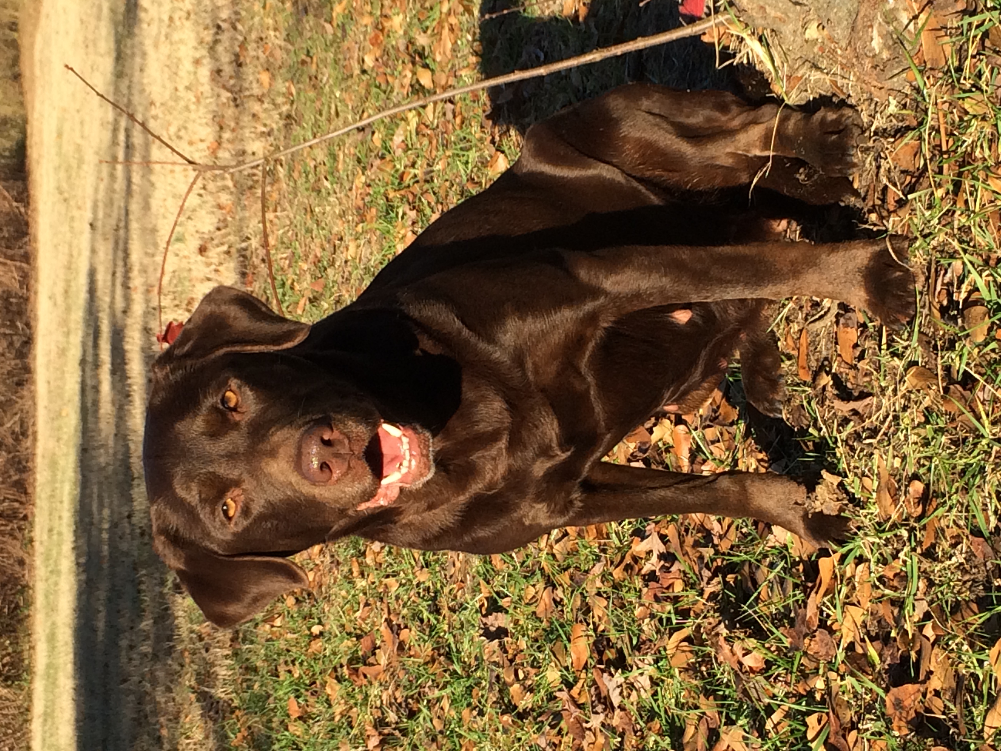 Barren Creeks Marious Molly MH | Chocolate Labrador Retriver