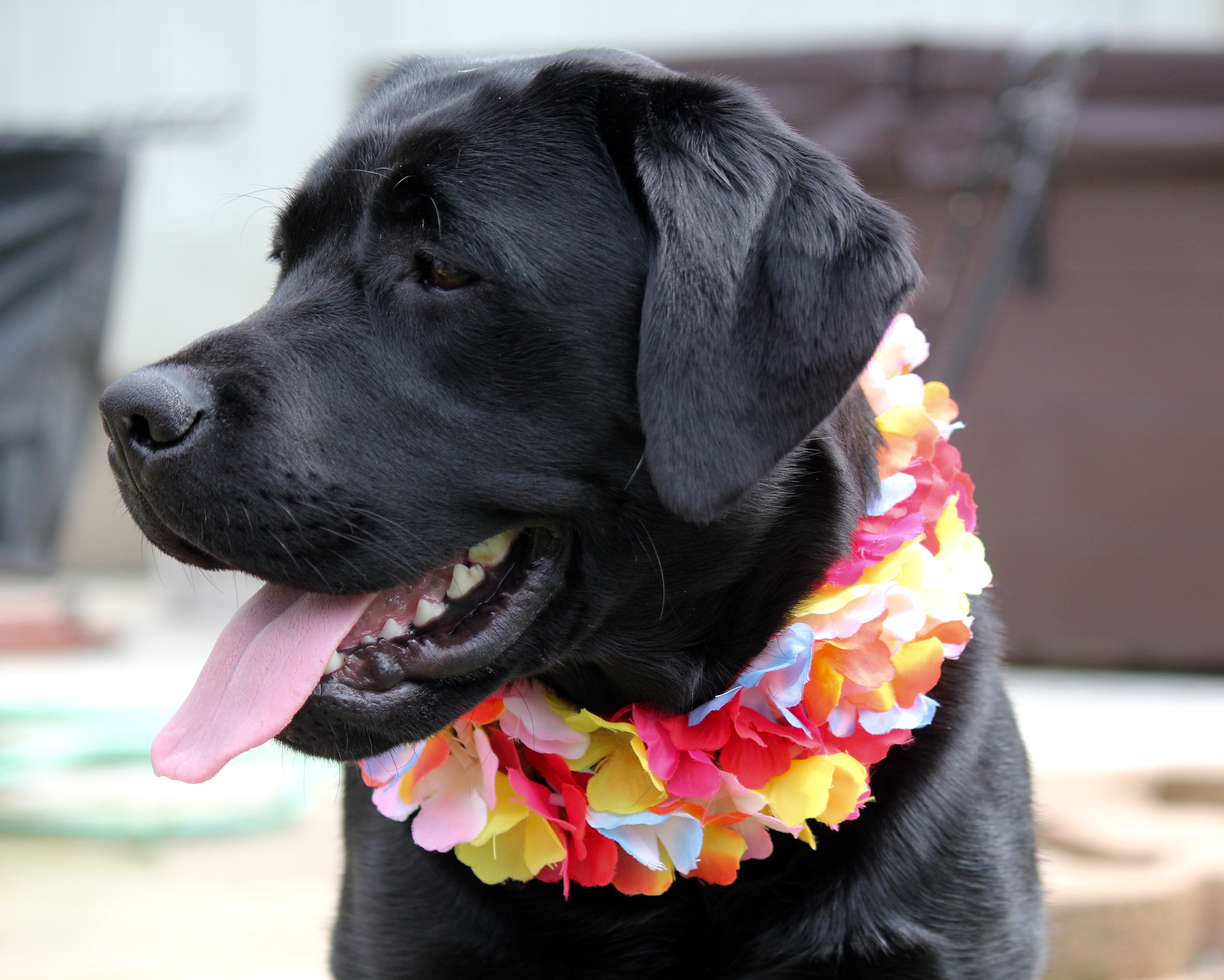 Headwater's Reach For The Stars | Black Labrador Retriver