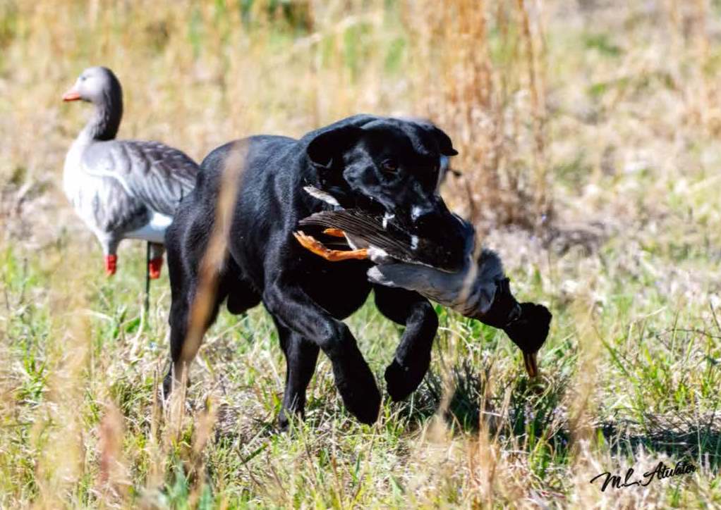 HRCH Sellers After Daylight Rumble | Black Labrador Retriver