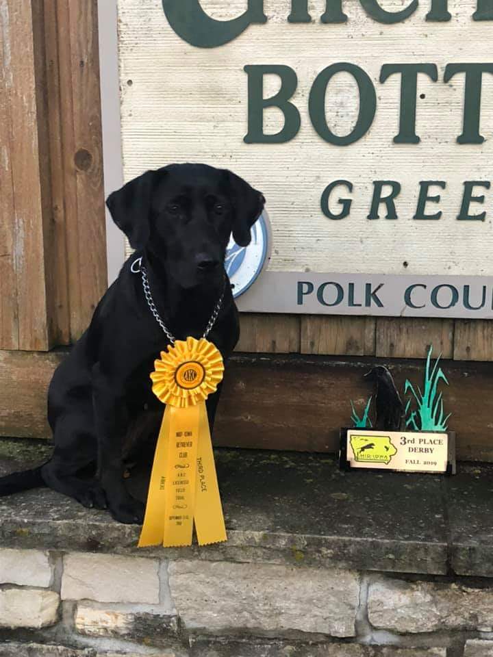 Curlytail's Twenty Two Caliber Cricket QAA | Black Labrador Retriver