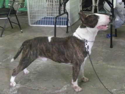 Reizor | Bull Terrier 